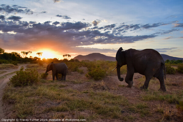 The Long Walk Home -  African Elephants at Sunset Picture Board by Tracey Turner