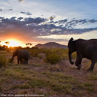 Buy canvas prints of The Long Walk Home -  African Elephants at Sunset by Tracey Turner