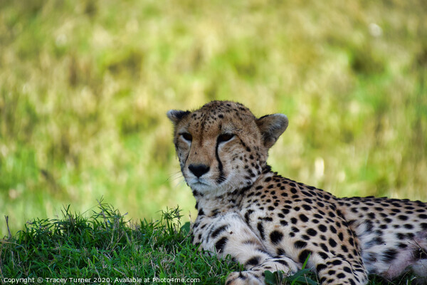 Cheetah in the Maasai Mara Picture Board by Tracey Turner