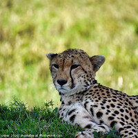 Buy canvas prints of Cheetah in the Maasai Mara by Tracey Turner