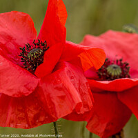 Buy canvas prints of Poppy Duo, Remembrance and Hope by Tracey Turner