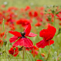 Buy canvas prints of Poppies by Tracey Turner