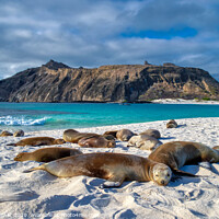 Buy canvas prints of Galapagos Islands, Sea Lions by Tracey Turner