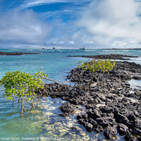Buy canvas prints of Galapagos Islands Volcanic Rock by Tracey Turner