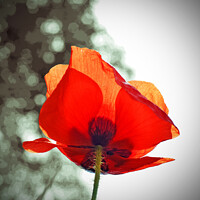 Buy canvas prints of Poppy Solo by Tracey Turner