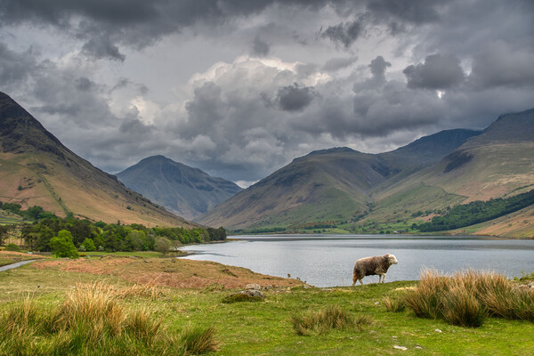 Scafell Pike and Wast Water in the Lake District Picture Board by Tracey Turner