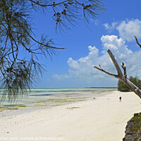Buy canvas prints of Pongwe Beach in Zanzibar by Tracey Turner