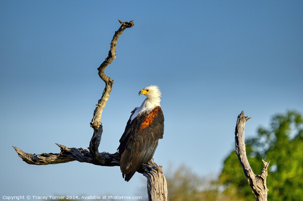African Fish Eagle Picture Board by Tracey Turner
