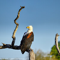 Buy canvas prints of African Fish Eagle by Tracey Turner