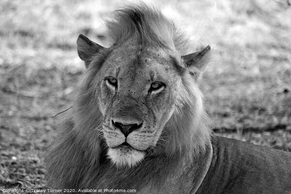 African Lion - King of the Jungle Picture Board by Tracey Turner
