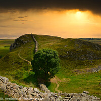 Buy canvas prints of Stunning Sycamore Gap Panoramic by Tracey Turner
