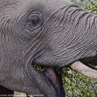 Buy canvas prints of A trunk full of fun! Elephant Close up by Tracey Turner