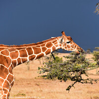 Buy canvas prints of Gentle Giraffe by Tracey Turner