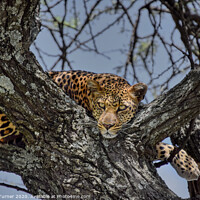 Buy canvas prints of Leopard up a tree! by Tracey Turner
