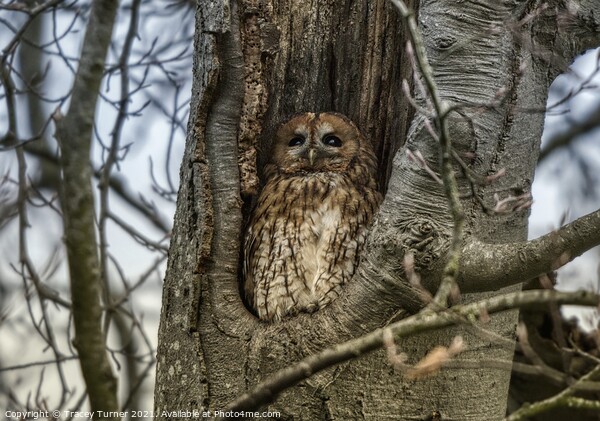Roosting Tawny Owl Picture Board by Tracey Turner
