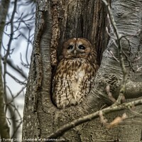 Buy canvas prints of Roosting Tawny Owl by Tracey Turner