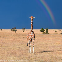 Buy canvas prints of Gentle Giraffe by Tracey Turner