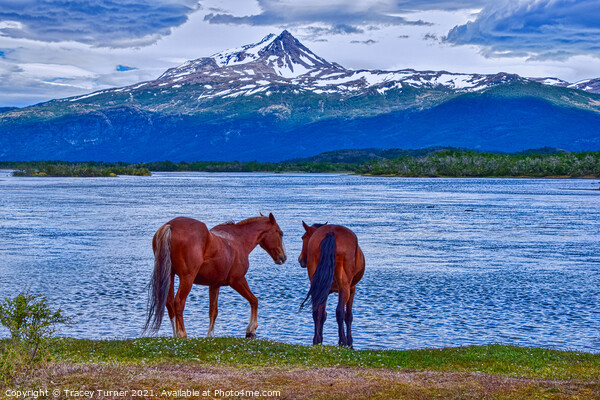 Horses in Patagonia, Chile Picture Board by Tracey Turner