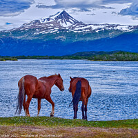 Buy canvas prints of Horses in Patagonia, Chile by Tracey Turner