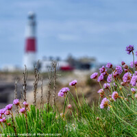 Buy canvas prints of Pink Perfection at Portland Bill by Tracey Turner