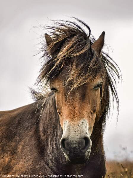 Exmoor Pony Picture Board by Tracey Turner