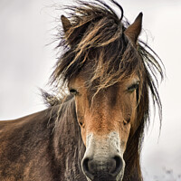 Buy canvas prints of Exmoor Pony by Tracey Turner