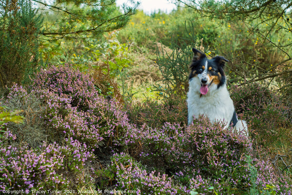 Border Collie among the Heather Picture Board by Tracey Turner