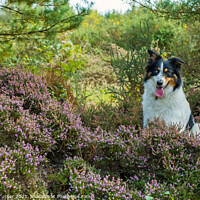 Buy canvas prints of Border Collie among the Heather by Tracey Turner