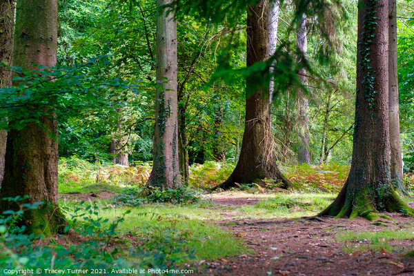 Woodland Walks in the Forest of Dean Picture Board by Tracey Turner