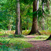 Buy canvas prints of Woodland Walks in the Forest of Dean by Tracey Turner