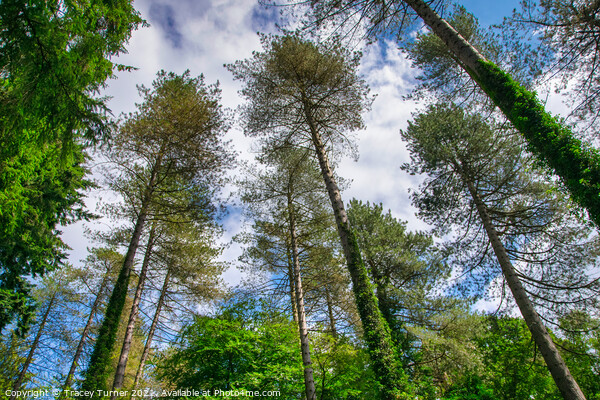 Tall Trees in the Forest of Dean Picture Board by Tracey Turner
