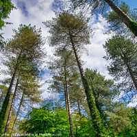 Buy canvas prints of Tall Trees in the Forest of Dean by Tracey Turner