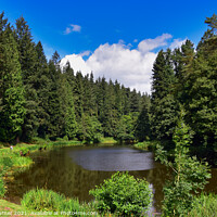 Buy canvas prints of Serene Soudley Ponds in the Forest of Dean by Tracey Turner