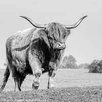 Buy canvas prints of Highland Cow on Minchinhampton Common by Tracey Turner