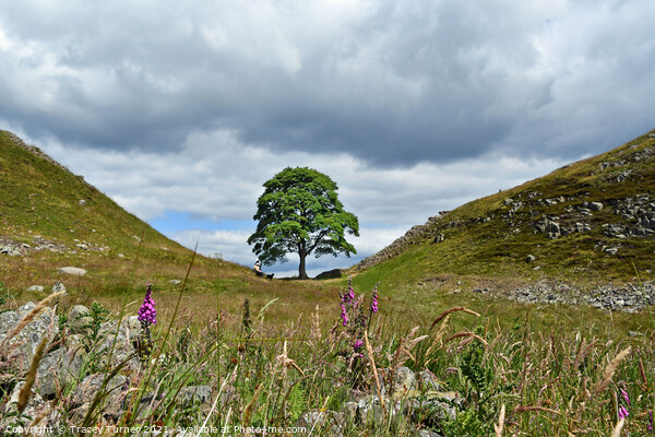 Sycamore Gap on Hadrian's Wall Picture Board by Tracey Turner