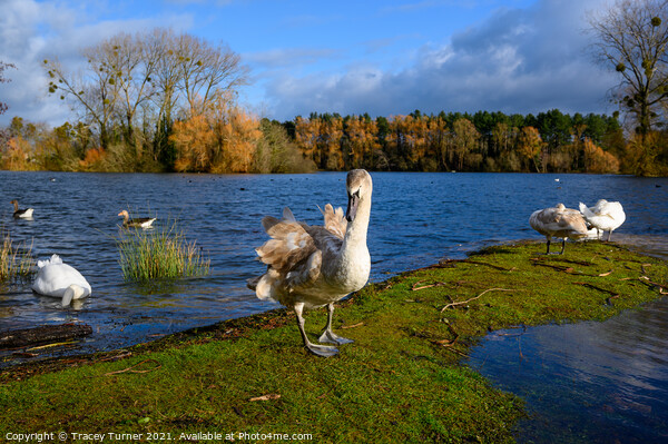 Swan Lake at Frampton on Severn Picture Board by Tracey Turner