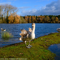 Buy canvas prints of Swan Lake at Frampton on Severn by Tracey Turner