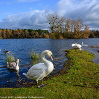 Buy canvas prints of Graceful Gliding Swans by Tracey Turner