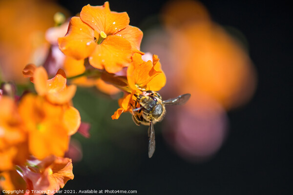 'Bee Kind'  - A honey Bee on an Erysimum. Picture Board by Tracey Turner