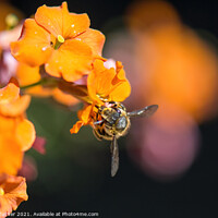 Buy canvas prints of 'Bee Kind'  - A honey Bee on an Erysimum. by Tracey Turner