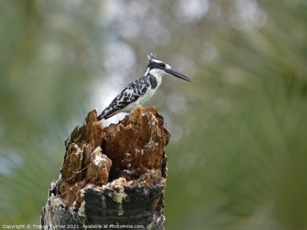 Striking Pied Kingfisher in Tanzania Picture Board by Tracey Turner