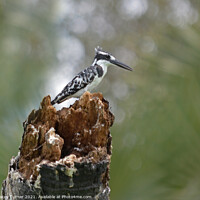 Buy canvas prints of Striking Pied Kingfisher in Tanzania by Tracey Turner