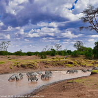 Buy canvas prints of Zebra Crossing - Pausing for a drink in Kenya by Tracey Turner