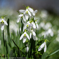 Buy canvas prints of Snowdrops in the Spring Light by Tracey Turner