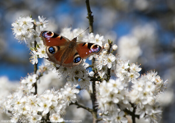 Vibrant Peacock Butterfly Among White Spring Bloss Picture Board by Tracey Turner