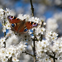Buy canvas prints of Vibrant Peacock Butterfly Among White Spring Bloss by Tracey Turner