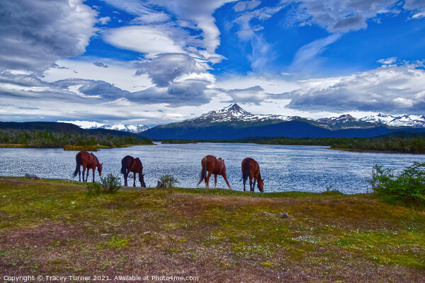 'Refreshing Drink' - Horses in Patagonia, Chile Picture Board by Tracey Turner