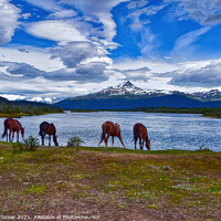 Buy canvas prints of 'Refreshing Drink' - Horses in Patagonia, Chile by Tracey Turner