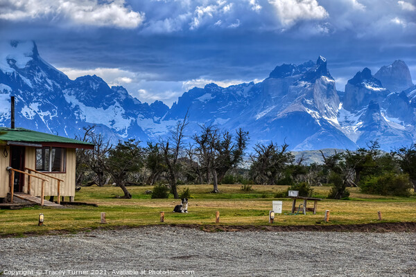 'On Guard' - A Dog on lookout in Patagonia, Chile Picture Board by Tracey Turner