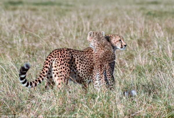 'Cheetah Hugs' - Mother and Son in the Maasai Mara Picture Board by Tracey Turner